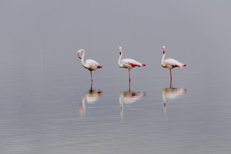 Nairobi: Lake Nakuru National Park and Lake Naivasha Tour