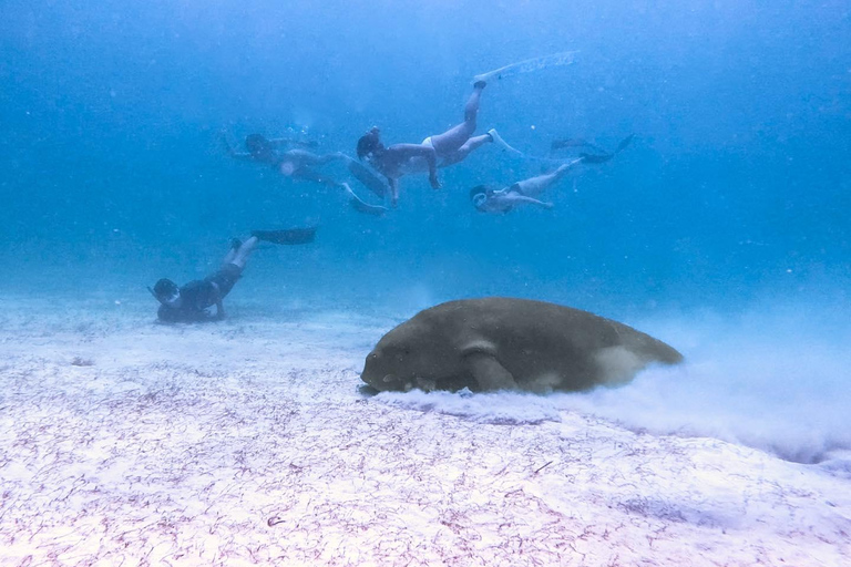 Coron: Dugong Watching and Snorkeling Tour with Lunch