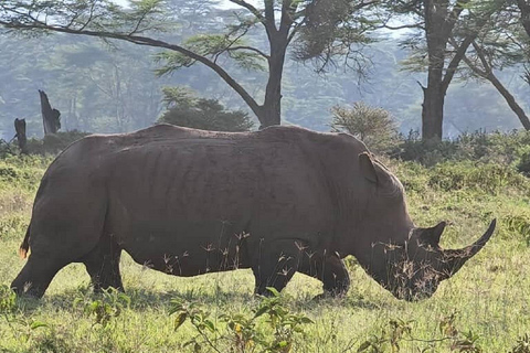 Da Nairobi: escursione al Parco Nazionale del Lago NakuruEscursione al Parco Nazionale del Lago Nakuru senza biglietto d&#039;ingresso