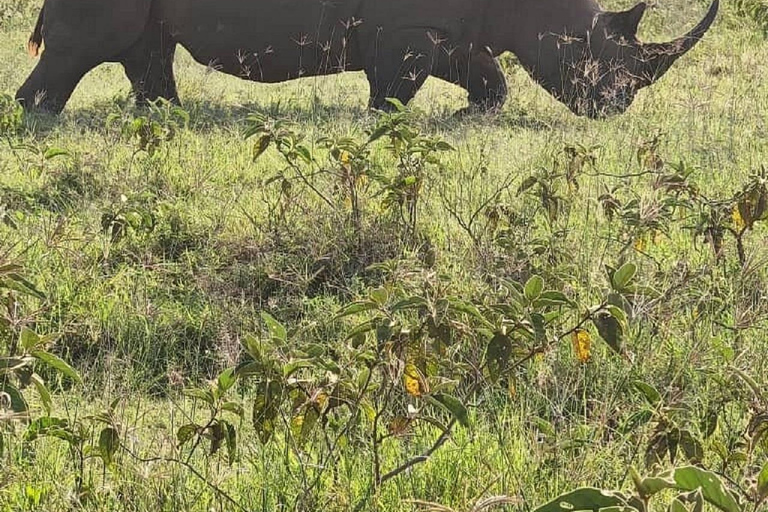 Da Nairobi: escursione al Parco Nazionale del Lago NakuruEscursione al Parco Nazionale del Lago Nakuru senza biglietto d&#039;ingresso