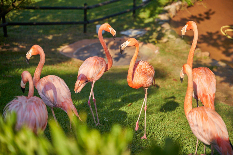 Palafolls: Marineland Dolphinarium and Water Park Tickets