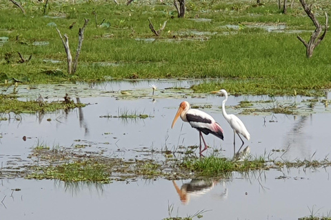 Desde Ella : Udawalawa Safari &amp; Drop Hikkaduwa/Galle/Mirissa