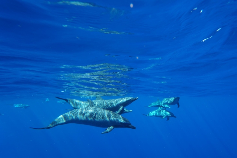 Honolulu: Dolphin Adventure Speedboat Snorkel 3 Hour Trip11:00 - 14:00 Zwiedzanie popołudniowe, bez transportu