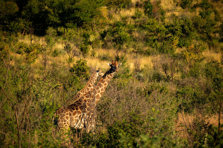 Pilanesberg Tour Big 5 hunt Pilanesberg Tour Big 5 hunt