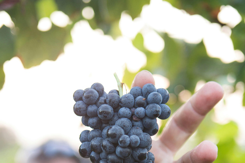 Solvang: Vinturer i Santa Ynez Valley med lunch och provsmakning