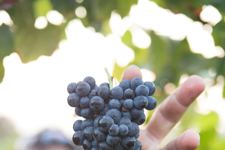 Solvang: Passeios de vinho no Vale de Santa Ynez com almoço e degustações