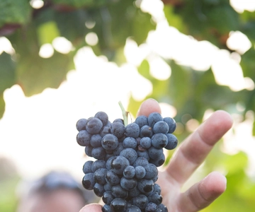 Solvang: Santa Ynez Valley Wine Tours w/ Lunch & Tastings