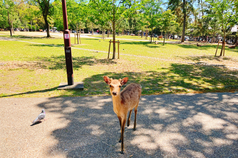 Cute Deer Tour: A One-Day Highlights Tour of Kyoto and Nara Departing from Kyoto