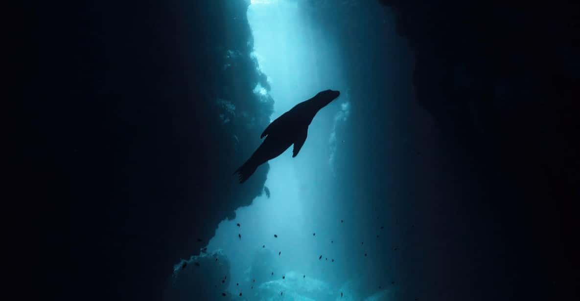 La Paz: Dive with Sea Lions | GetYourGuide