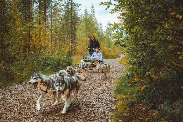 Rovaniemi: Autumn Husky Ride on Wheels