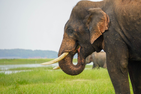 Minneriya National Park: Elephant Photography Tour