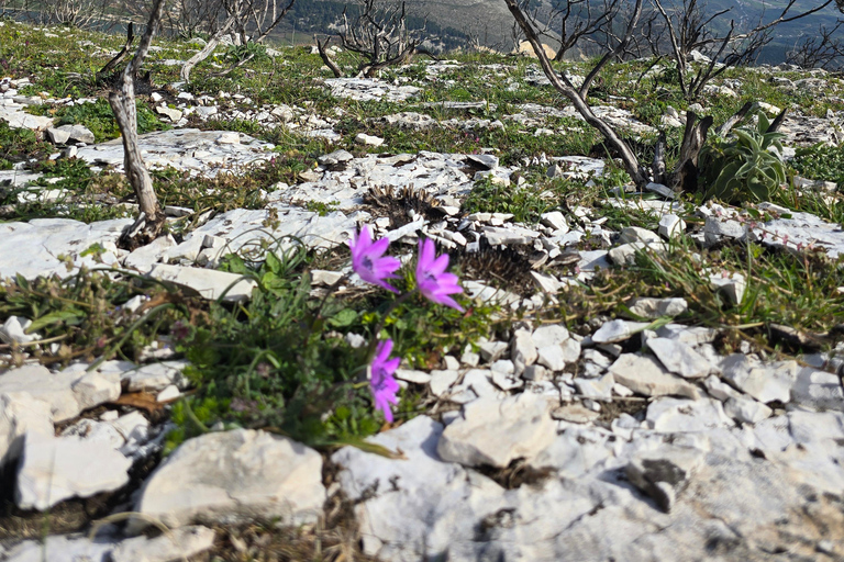 Hike Mount Shpirag and Enjoy Stunning Berat Views