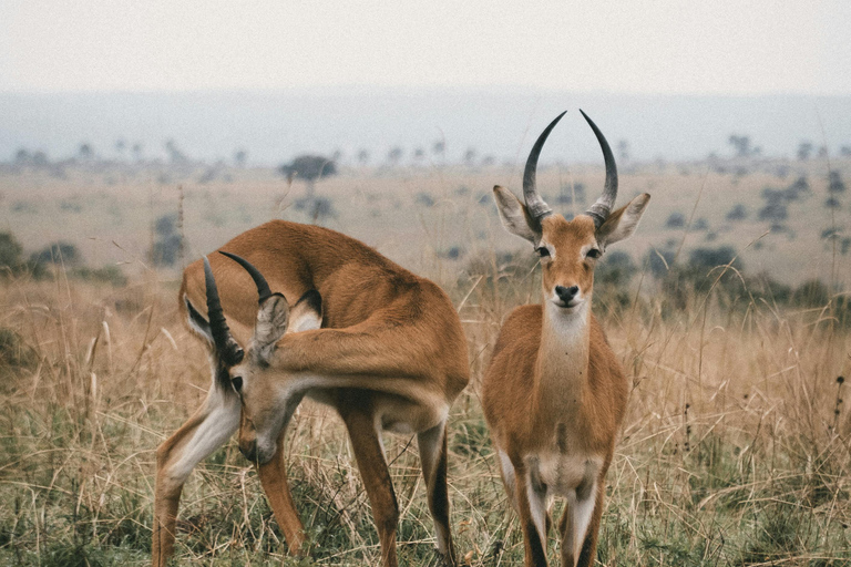 3 days mikumi and masai culture