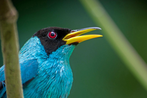 Vulcão Arenal:Parque Nacional do Vulcão Arenal: Melhores coisas para fazer