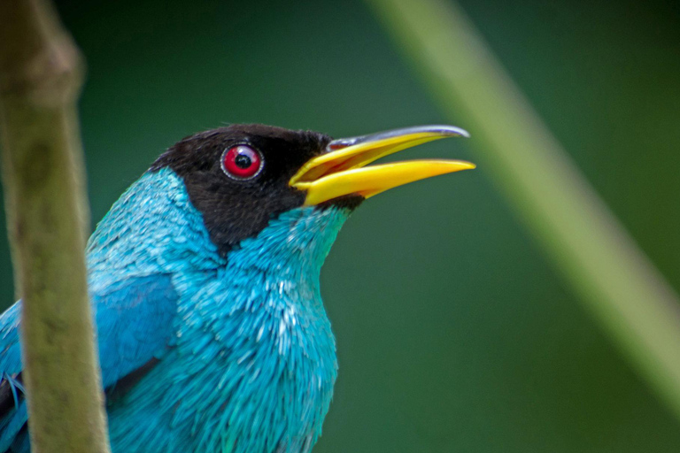 Volcán Arenal:Parque Nacional del Volcán Arenal Las mejores cosas que hacer