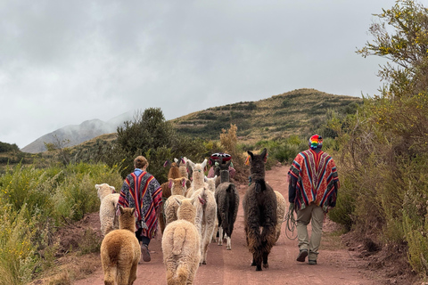 Cuzco : Promenade dans la nature avec des alpagas et des lamas.