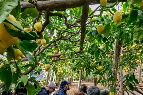 Maiori: Amalfi Coast Path of the Lemon private walking tour