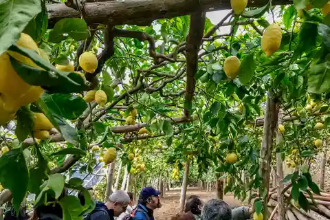 Maiori: Amalfikusten Citronens stig privat tur till fots