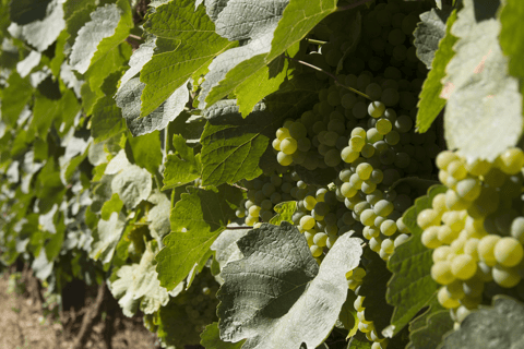 Porto: Douro Valley Authentic Wine Experience with Lunch