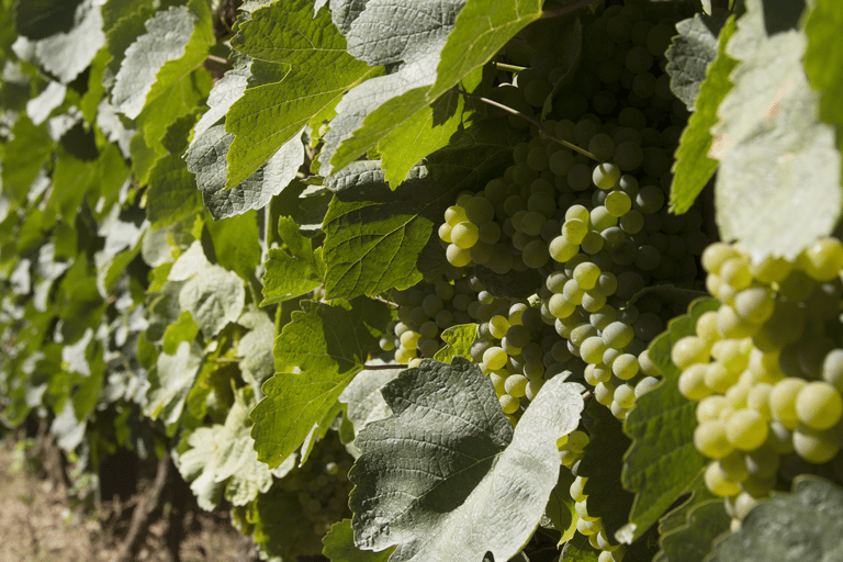 Porto: Douro Valley: An authentic Wine experience with Lunch Guided tour in Spanish with Meeting Point