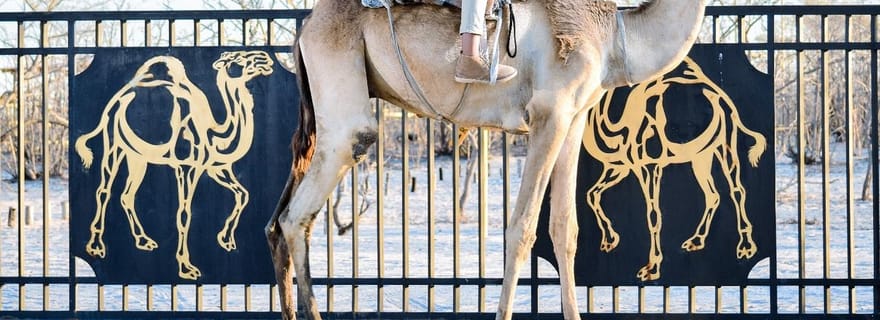 Maun, Botswana : Safari Camel Adventure