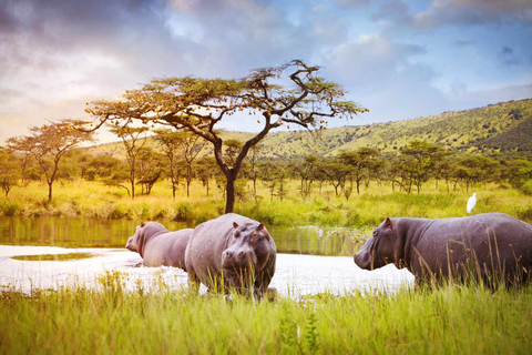 3 giorni Masai Mara - Naivasha Hell&#039;s Gate National Park.Masai Mara di 3 giorni - Parco nazionale Naivasha Hell&#039;s Gate.