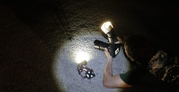 From Cancun or Playa del Carmen: Jungle Herping Tour