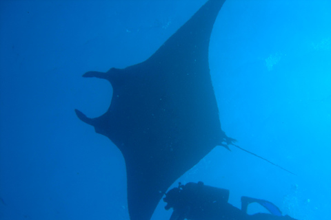 Voyage de plongée sous-marine dans les îles DimaniyatPlongée sous-marine dans les îles Dimaniyat