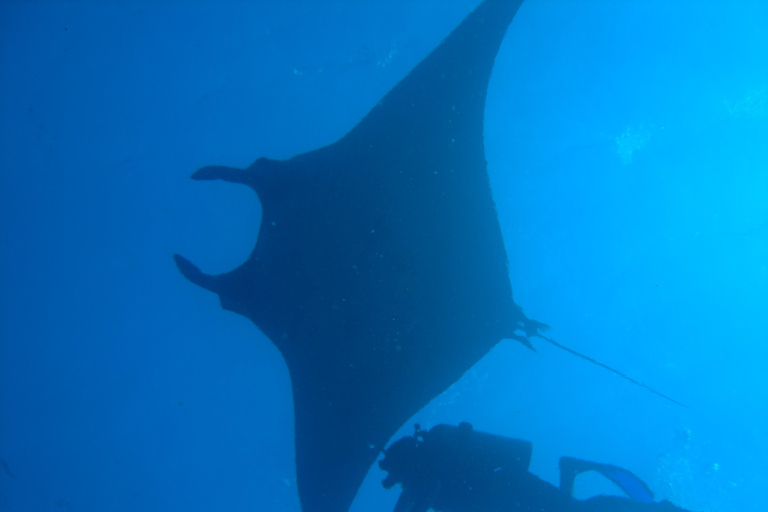 Viaje de buceo a las islas DimaniyatBuceo en las islas Dimaniyat