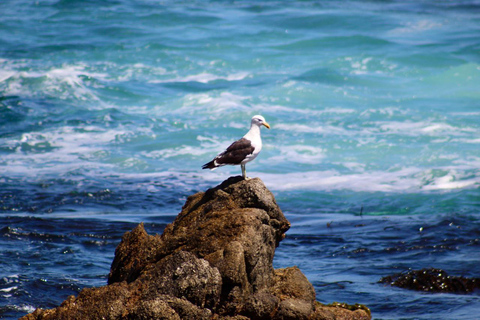 From Santiago: Full-Day Tour of Viña del Mar and Valparaiso