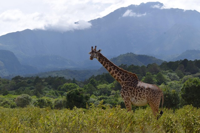 Visit Arusha National Park Full-Day Safari in Arusha