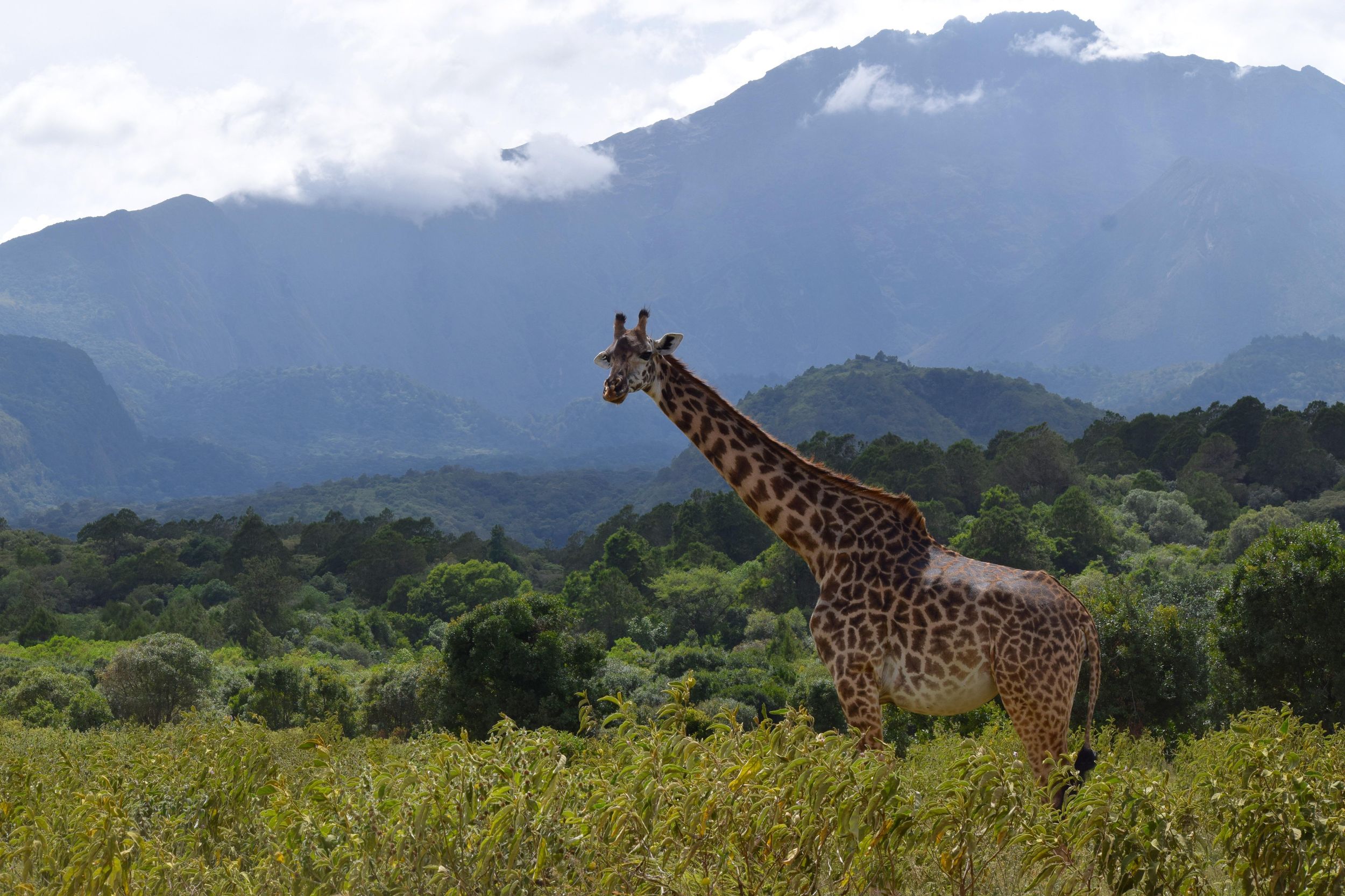 Ganztägige Safari im Arusha-Nationalpark