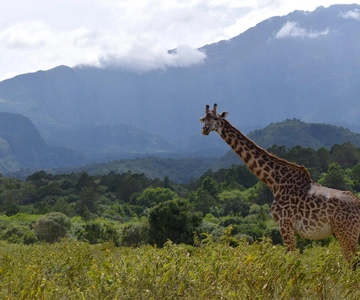 Safári de dia inteiro no Parque Nacional de Arusha