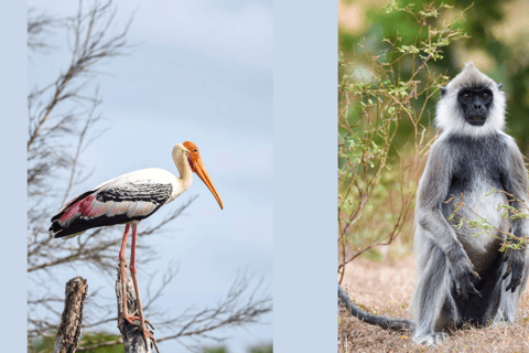 Anuradhapura: Wilpattu Safari, Kalu Diya Pokuna & Mihintale Stranded Budget Package