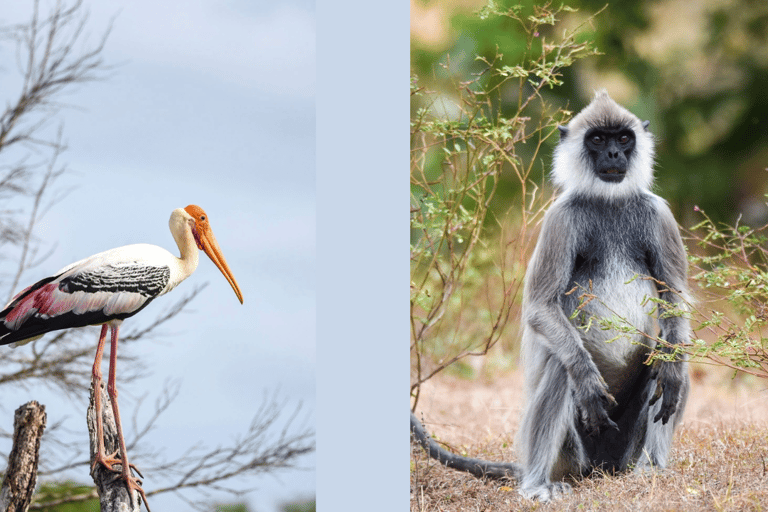 Anuradhapura: Wilpattu Safari, Kalu Diya Pokuna & Mihintale Stranded Budget Package