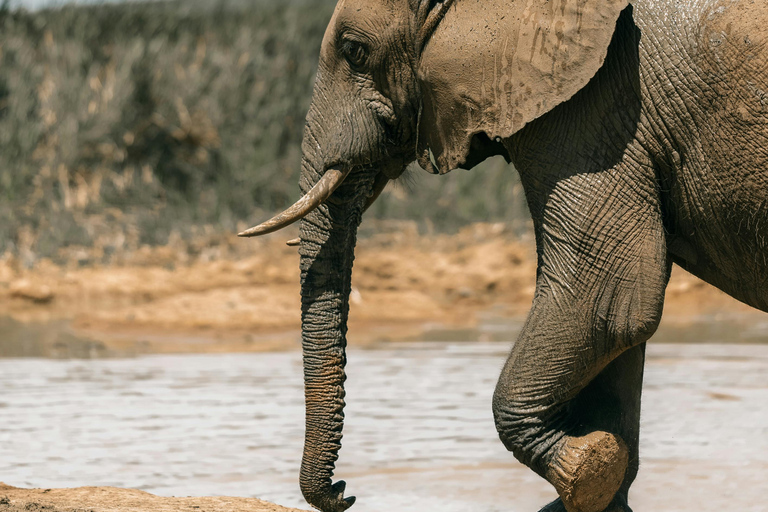 Tanzania: 4-Day Mid-Range Tour Tara, Serengeti & Ngorongoro