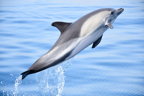 New: Into the Wild - 3H w/Marine Biologists - dolphins &more