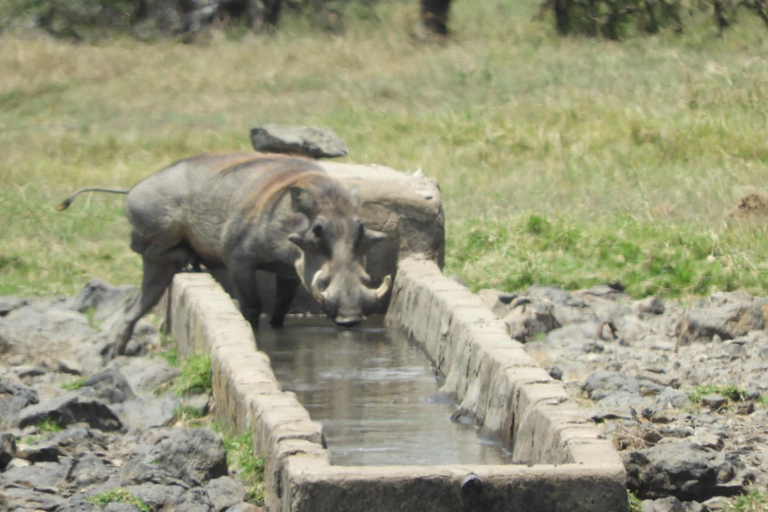 Private Nairobi National Park Drive in 4*4 landcruiser