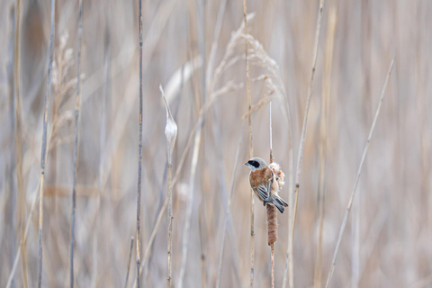 Vienna: Urban Birding – Guided bird watching tour in the big city!