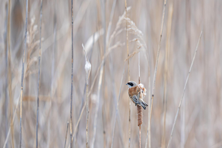 Vienna: Urban Birding – Guided bird watching tour in the big city!