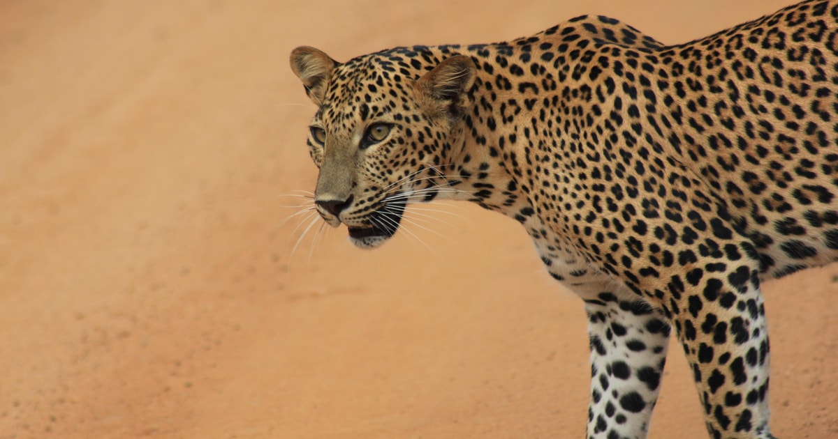 Yala National Park Safari with Meals & Hotel Pickup