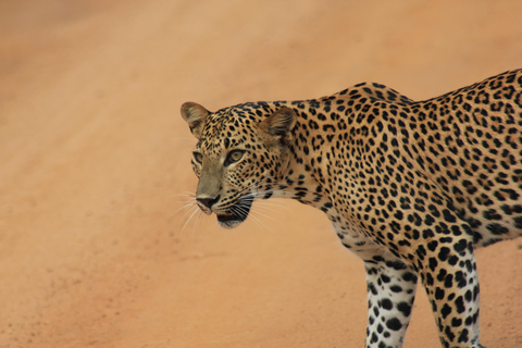 De : Hikkaduwa/ Galle/ Unawatuna/ Talpe - YALA Safari