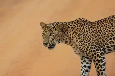 YALA National Park - HALF DAY or FULL DAY TOUR