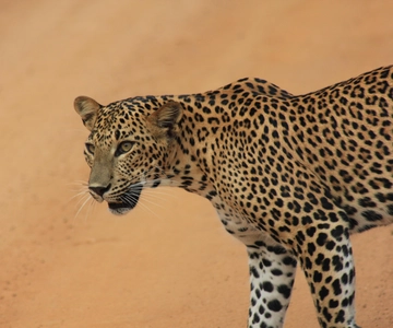Safari nel Parco Nazionale di Yala: 7 e 12 ore, pasti inclusi