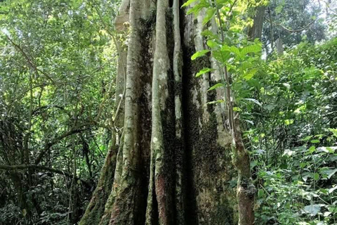 Day tour to Kakamega Rainforest from Kisumu