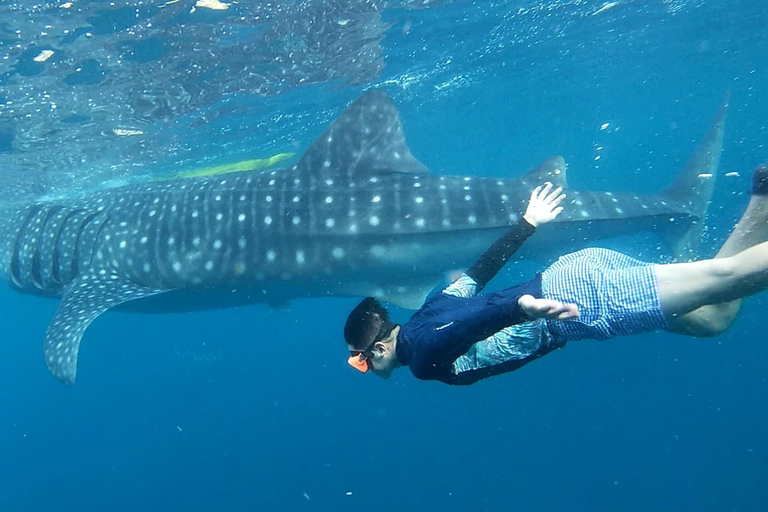 Cebu: Oslob Whale Shark & Alegria Wonderfalls Canyoneering