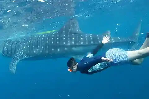 Cebu: Whale Shark Swim and Kawasan Canyoneering Tour