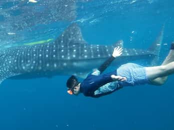 Cebu : nage avec les requins baleines et canyoning à Kawasan