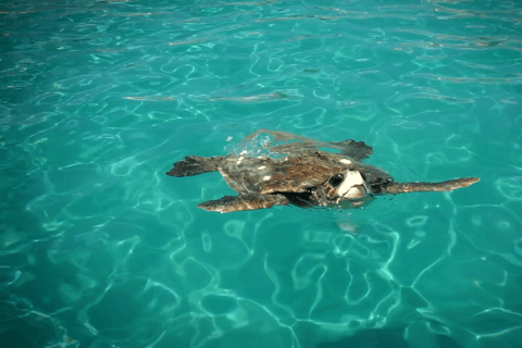 Zakynthos: Small Group Turtle Tour with Swim Stops