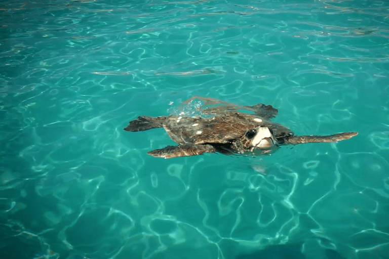 Zakynthos: Small Group Turtle Tour with Swim Stops
